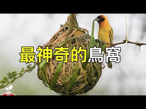 鳥在冷氣築巢風水|鳥巢風水：家居好運大提升